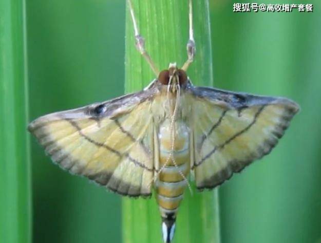 甲维虫螨腈能防治水稻上的哪些主要害虫，如稻飞虱、稻纵卷叶螟等？