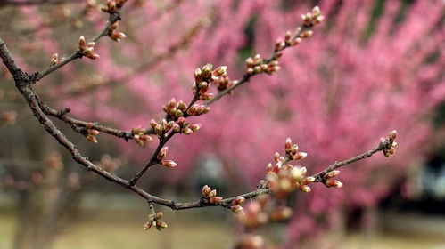 陌上花开，花开何人赏
