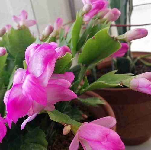 阳台VS庭院养护对比