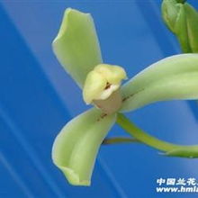 开绿花的兰花叫什么名字？建兰最漂亮的色花是哪一种？