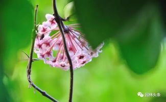 使君子：藤本植物中的佼佼者