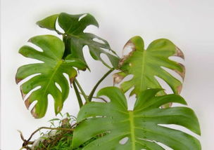 娥掌藤养护心得分享