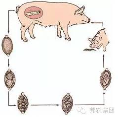 春季猪场如何有效驱虫，防止寄生虫偷走利润？