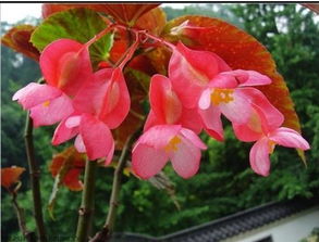 竹节海棠茎紫色，为何如此神秘