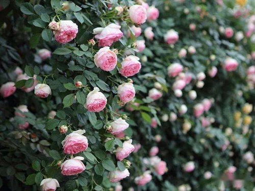 红龙：爱好者的必备