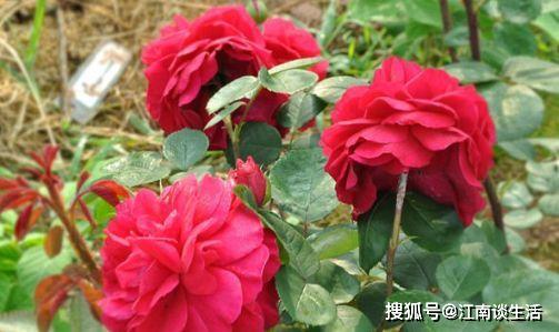 普萨廖娃笔下的玫瑰，妖娆动人
