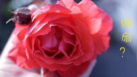 月季树的美艳：嫁接的艺术