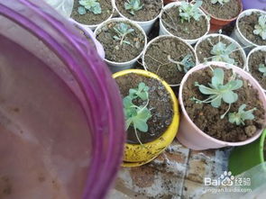 洋葱盆栽用花盆种植，如何选对花盆