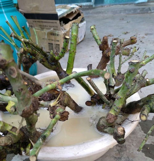 空气流通， 月季的守护神