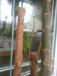 原因可嫩有多种，我来给大家分析分析