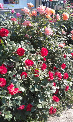 月季种类繁多， 种植方式多样