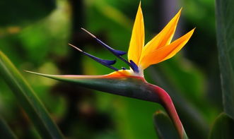 天堂鸟的美丽与墓地