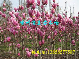 紫玉兰种子催芽方法