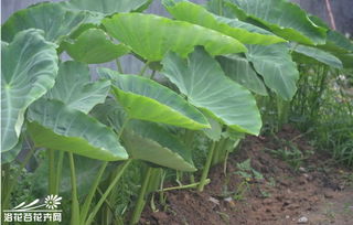 芋头花， 美丽植物花朵