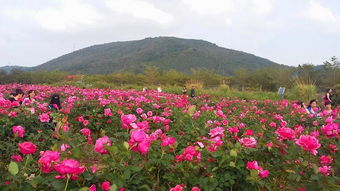 土壤选择与整地