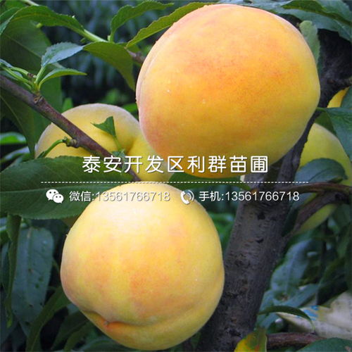 中国培育的畅销花卉品种：黄桃罐装专用种