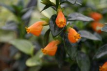 花序与整体效果