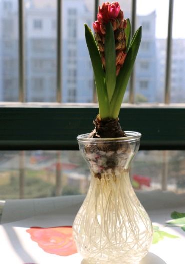 风信子种植最佳时间是什么时候？需要遵循哪些方法与注意事项