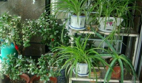 光照与凤梨花的秘密