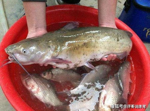火鸭和番鸭是两种不同的家禽，它们在品种、生长环境和营养价值上有所区别