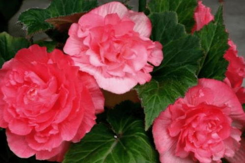 探寻秋天粉红色花的奥秘