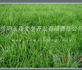 绿化种麦冬还是草？麦冬草和麦冬有啥区别？