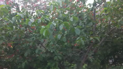 如何收集成熟樱桃种子进行种植？