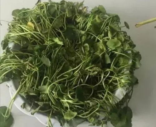 枯萎绿萝如何挽救？