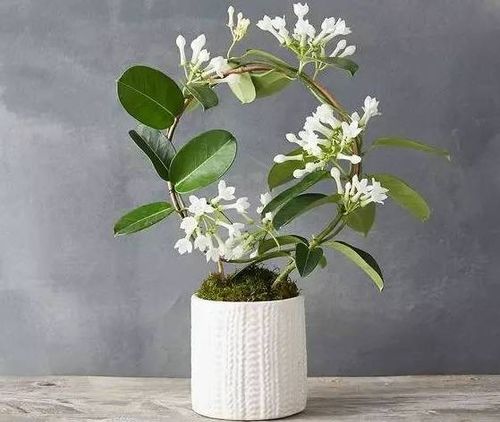 茉莉：香气袭人， 清新宜人