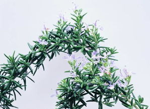 迷迭香水养：了解迷迭香植物的水分管理方法