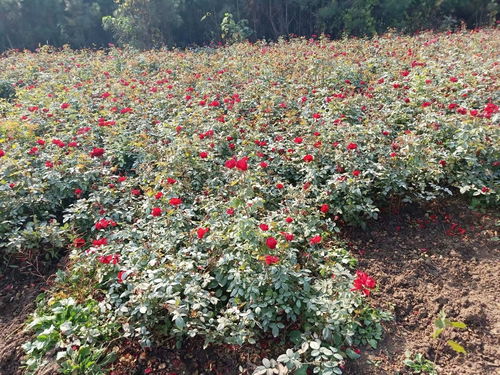 科学管理， 细致养护