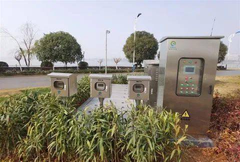 湖边栽种植物指南：自然之美与水质净化