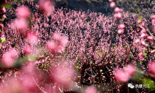 桃花，唤醒心灵的使者
