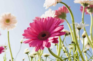 揭秘花卉的甜蜜寓意：哪些花朵最能传递爱意？