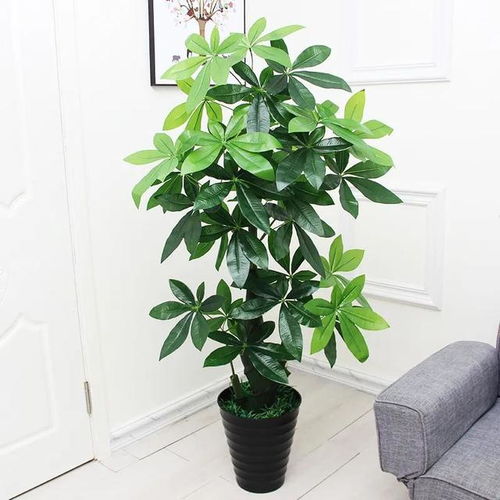 平安树，你了解吗？