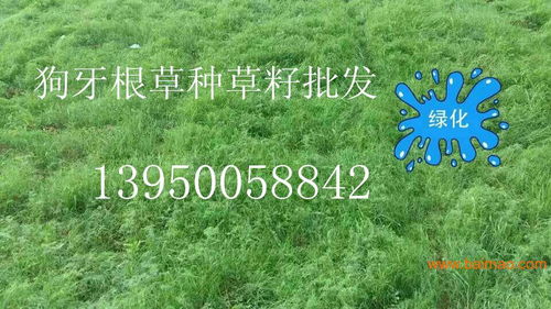 如何挑选适合的草坪种子品种？