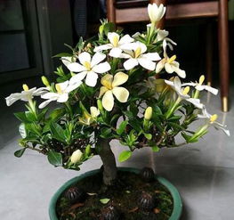 栀子花春季修剪时机和生长期修剪方法分别是什么