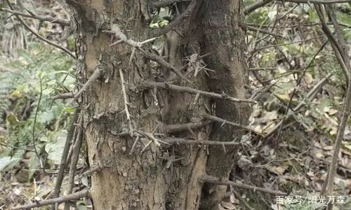 槐树根：祛风除湿， 消肿止痛