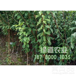 黄柏树苗的价格之谜