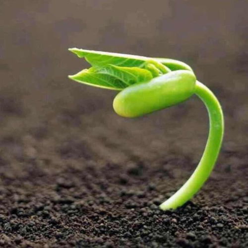 紫藤种子，储存五年后的奇妙之旅