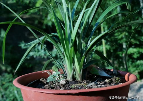 兰花老苗如何移栽？适合哪种土壤和光照