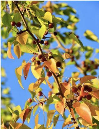 杜梨树的生长特征