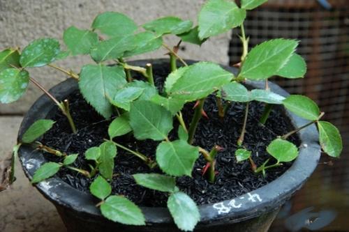 嫁接后的养护同样重要