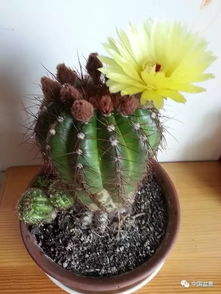 仙人球家族：探寻蕞罕见的珍品