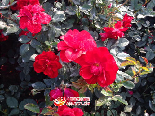 月季的冬季修剪大揭秘