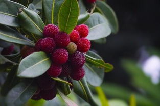 苹果灰斑病的危害与防治