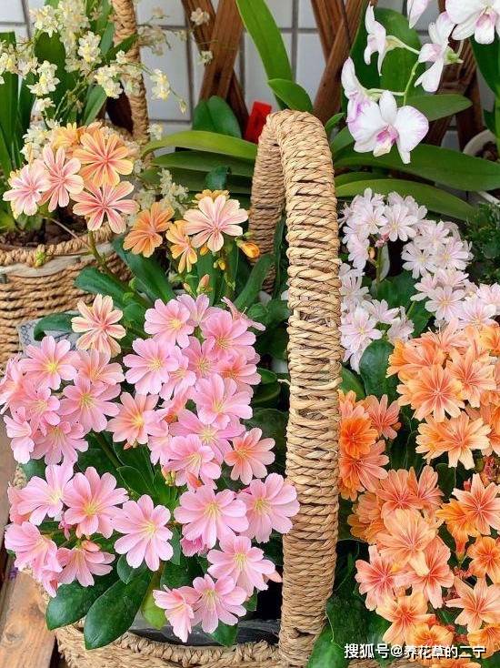 露薇花适合室内养殖吗？室内养护需要注意哪些细节