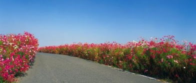 道路花卉的选择：耐尾气又抗踩踏的“战士”