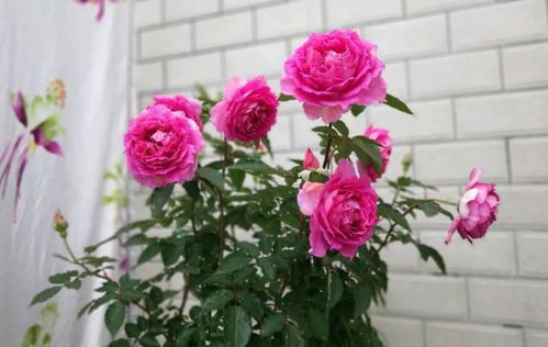 天方夜谭月季：日本培育， 花型独特