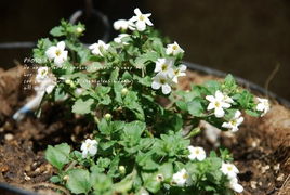 常见花儿大盘点